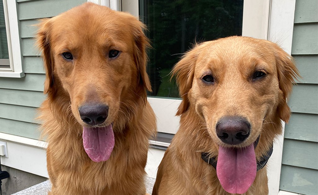 Photo of two happy golden retriever dogs with their tongues hanging out.